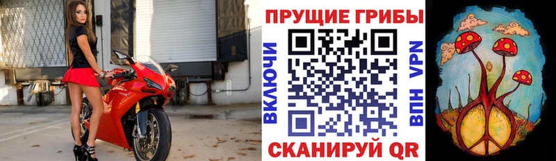 продажа наркотиков  Черногорск  Псилоцибиновые грибы Magic Shrooms 